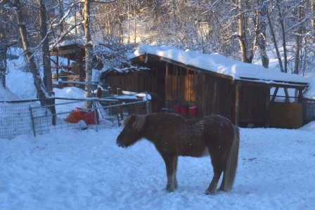 Frosty Raudi